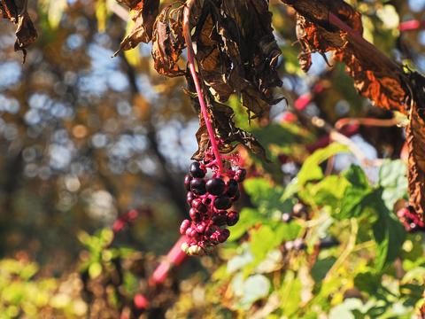 Fall berries