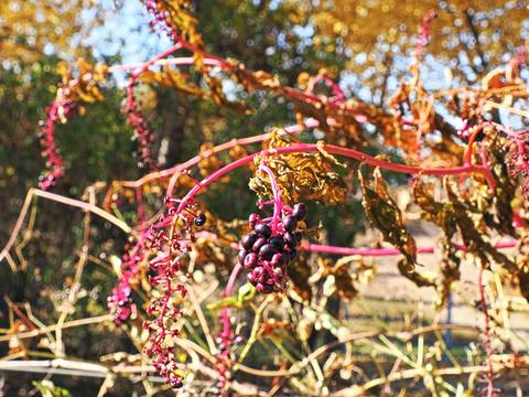 Fall berries #2