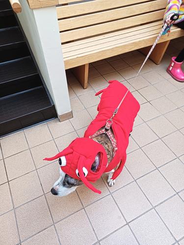 Lobster dog