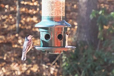 White-breasted nuthatch