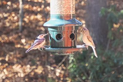 White-breasted nuthatch and Tufted titmouse