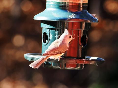 Tufted titmouse