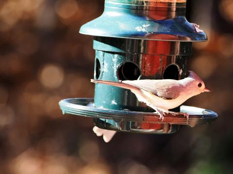 Tufted titmouse #2