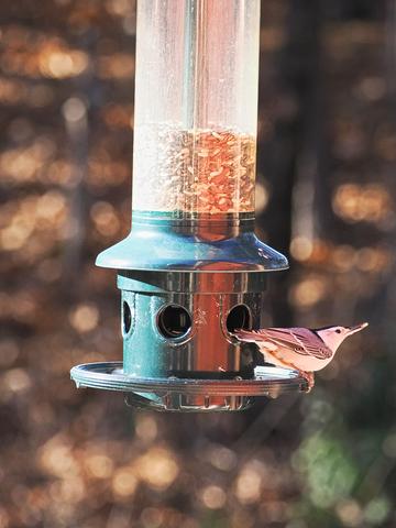 White-breasted nuthatch #2