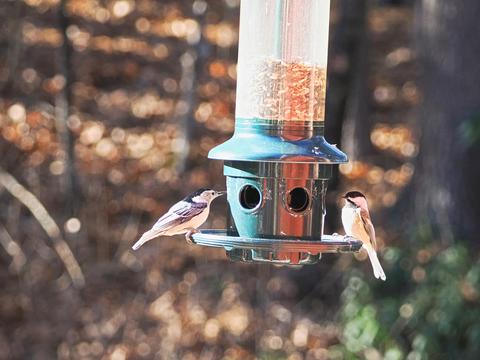 White-breasted nuthatches