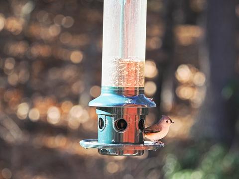 Tufted titmouse #3