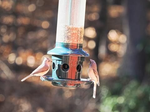 Tufted titmice