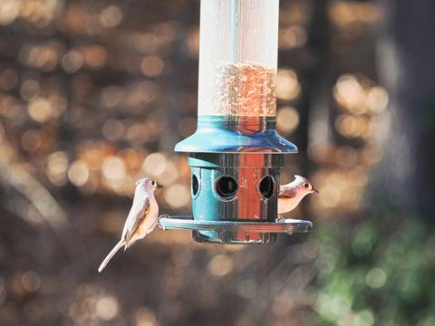 Tufted titmice #2