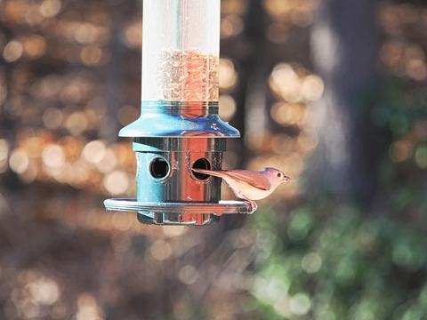 Tufted titmouse #4