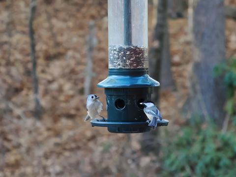 Black-capped chickadee and Tufted titmouse