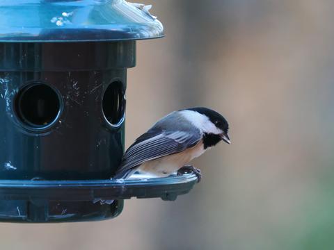 Black-capped chickadee