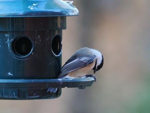 Black-capped chickadee #2