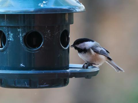 Black-capped chickadee #3