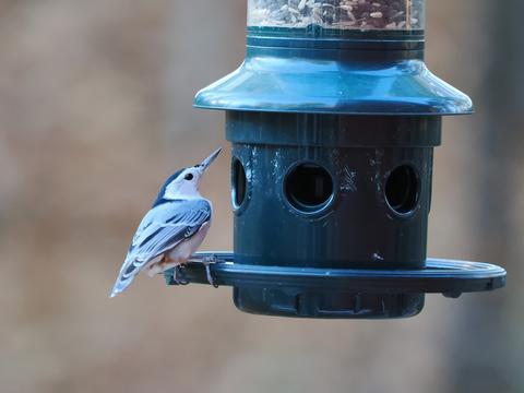 White-breasted nuthatch #3