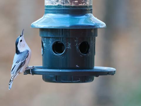 White-breasted nuthatch #4