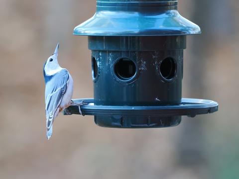 White-breasted nuthatch #5