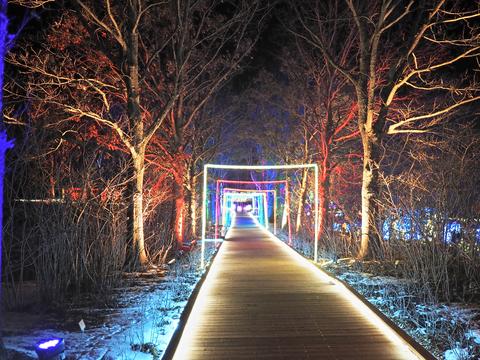 New England Botanic Garden winter light show