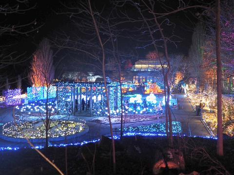 New England Botanic Garden winter light show #9