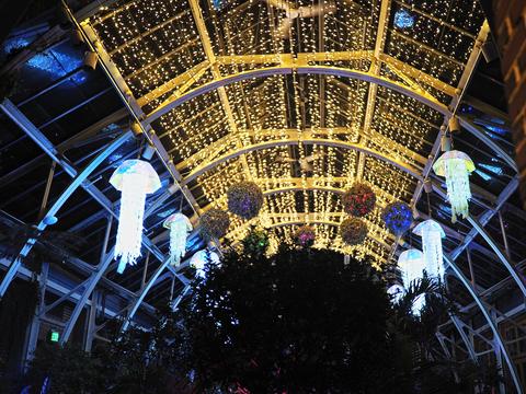 New England Botanic Garden winter light show #10