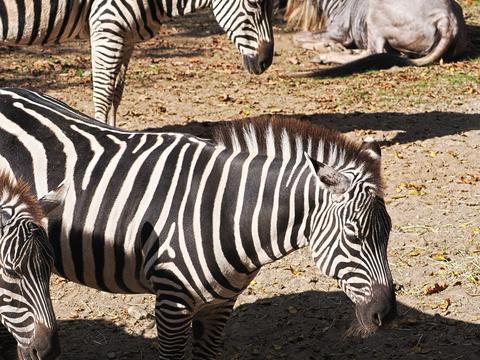 Plains zebra