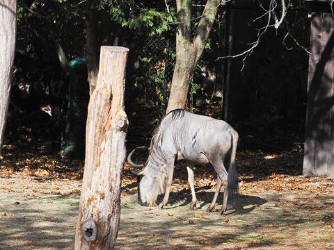 Eastern White-bearded Wildebeast