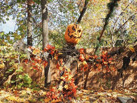 Pumpkin tree