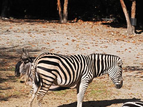 Plains zebra #2