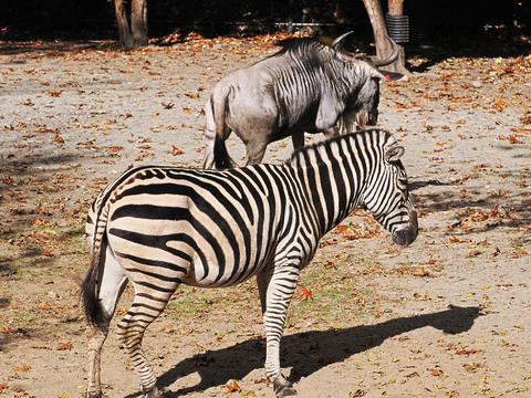 Plains zebra and Wildebeast