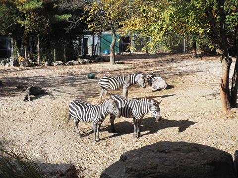 Plains zebra #3