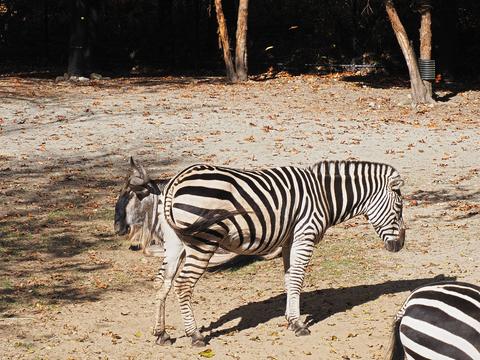 Plains zebra #4