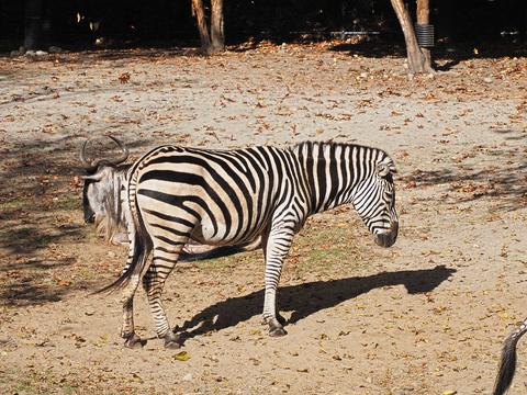 Plains zebra #5