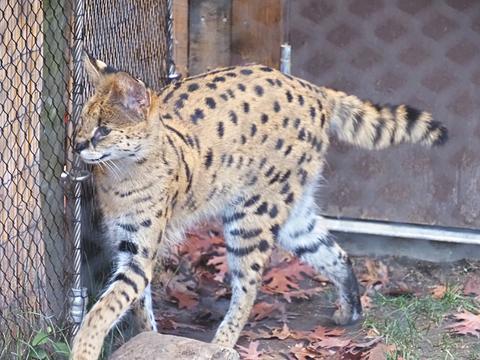 Serval #2