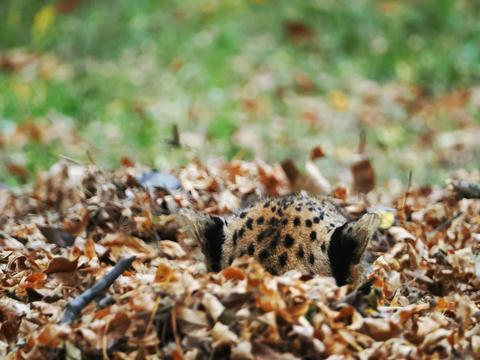 Cheetah ear tufts