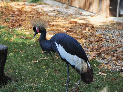 West African Black Crowned Crane