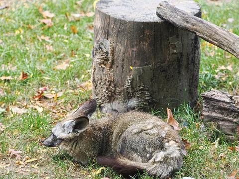 Bat-eared fox