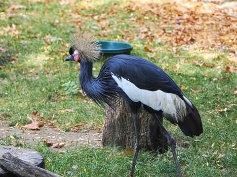 West African Black Crowned Crane #2