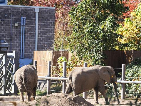 African elephants