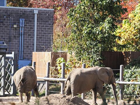 African Elephants