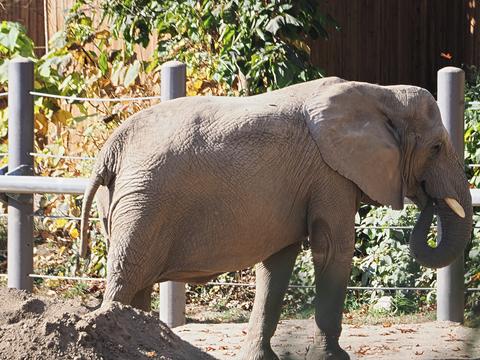 African Elephant