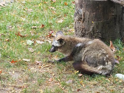 Bat-eared fox #2