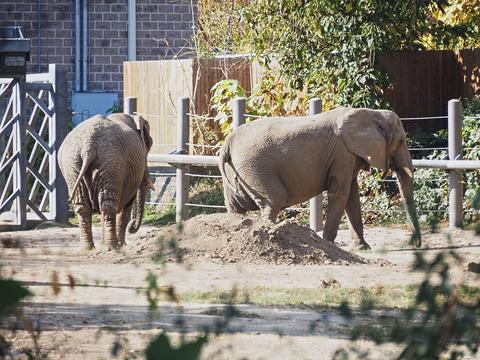 African Elephants #2