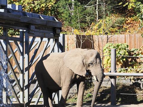 African Elephant #2