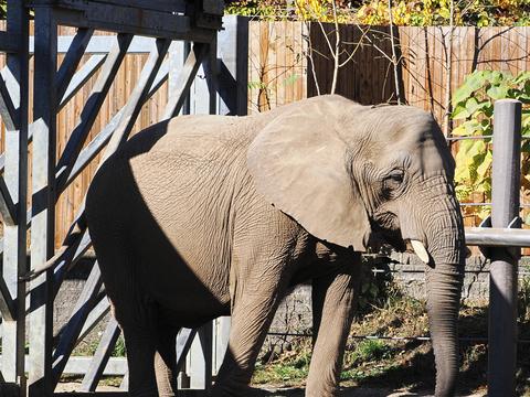 African Elephant #3