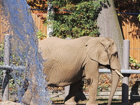 Elephant and waterfall