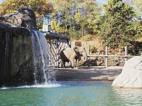 Elephant and waterfall #2