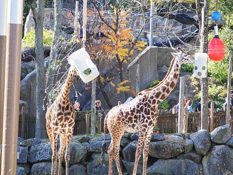 Masai giraffes