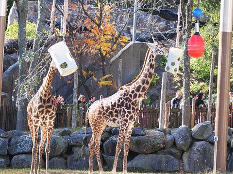 Masai giraffes #2