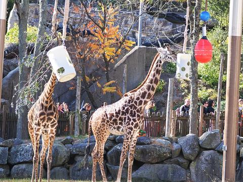 Masai giraffes #3