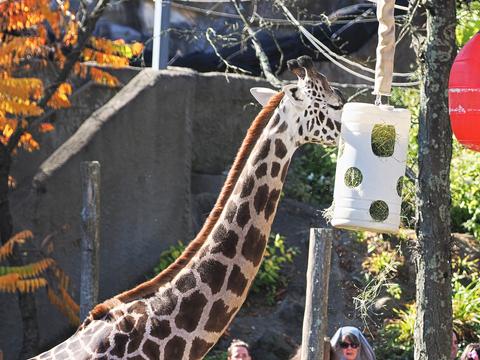 Masai giraffe