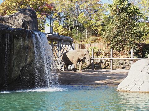 Elephant and waterfall #3